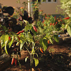 DSC_8115.jpg