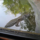 A crocodile at the Nashville Zoo 09032011a
