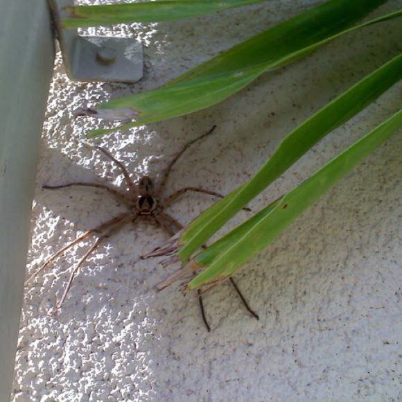 Spotting Image 1