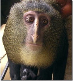 ap_new_monkey_species_jp_120913_wblog ap_new_monkey_species_jp_120913_wblog
