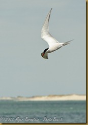 Whale Watch  _ROT3786   NIKON D3S June 02, 2011