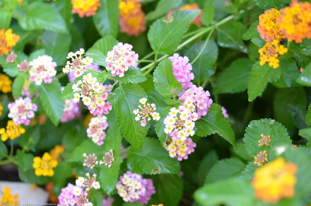 [Lantana%25202%255B4%255D.jpg]