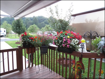 Eileen, dogs and flowers on deck