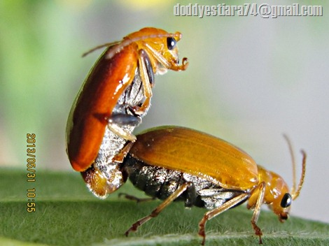 Aulacophora foveicollis (Lucas, 1849) 02