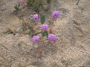 Sand Verbena