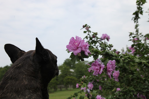 The flowers have more petals.  Are they Rose of Sharon too?