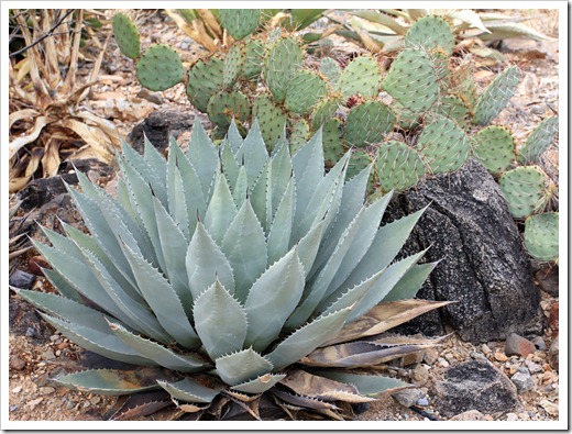 120728_ArizonaSonoraDesertMuseum_Agave-parryi-huachucensis_02