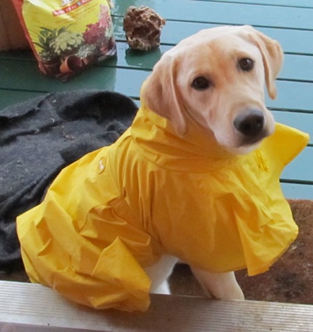 [hurricane-sandy-dogs-25%255B2%255D.jpg]