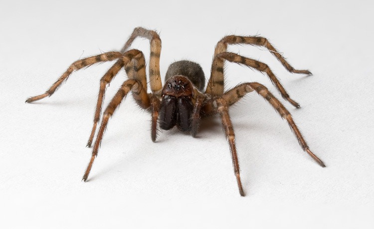 [lucaderiublog.blogspot.com_ragno_sogno_spider_incubo_nightmare%255B4%255D.jpg]