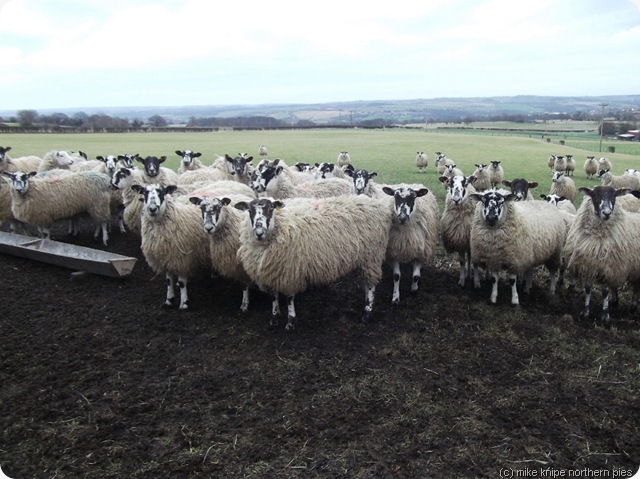 sheep (swaledales)