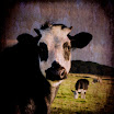 _MG_4572 cow blend -clone 2.jpg