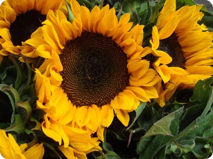 Sunflowers