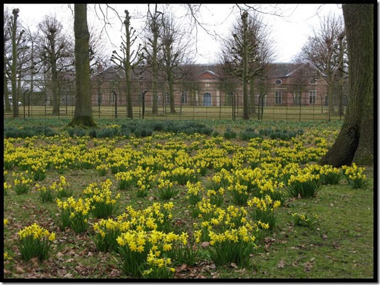 20511Daffs 20511Daffs