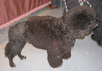 Could Presidential Pooch Bo Obama be related to this Portuguese Water Dog?