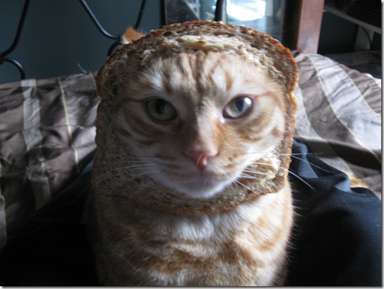breaded-cats-2