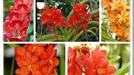 BERBAGAI MACAM WARNA BUNGA ANGGREK