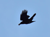 DSC_7512.jpg