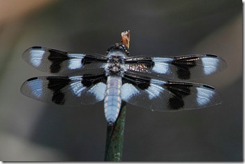 IMG_3794 IMG_3794