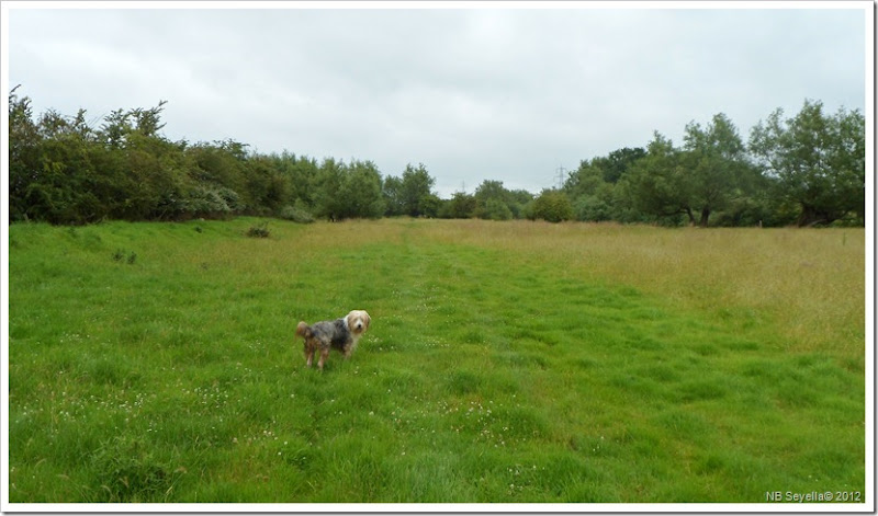 SAM_1570 Water Meadows SAM_1570 Water Meadows
