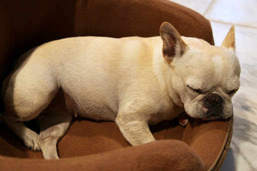 Being pack animals, we often sleep next to each other for security. This is why we often sleep next to a wall or on your feet—to feel secure!