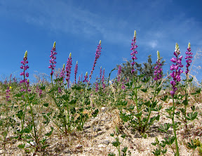 Arizona Lupine near Carrizo Badlands overlook - southern Anza Borrego