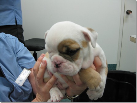 Bulldog pups 010