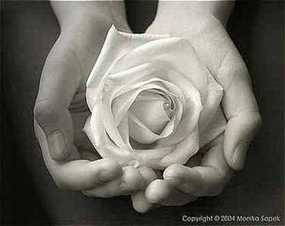 rosa rosa