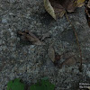 dsc03909.jpg