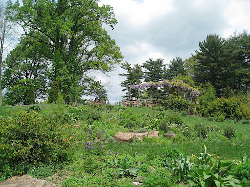 Looking uphill from the pond garden, this wisteria arbor is covered in blooms. I can almost hear the bees!
