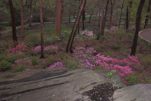 Clouds of pink and magenta.
