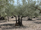 IntossoLaRomaSett07P1040840.jpg