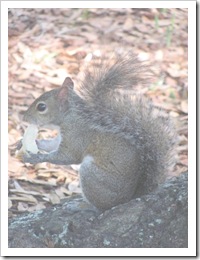 Florida vacation at condo squirrel I was feeding bread2