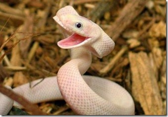 Smiling Snake 3