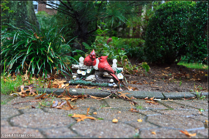 Америка 2.0 / Нью Йорк   Forest Hills (foto america  фото природа дождь и снег new york  20111019 usa ny forest hills 032 9111)