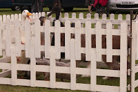 Sheepdog gets in with the ducks Sheepdog gets in with the ducks
