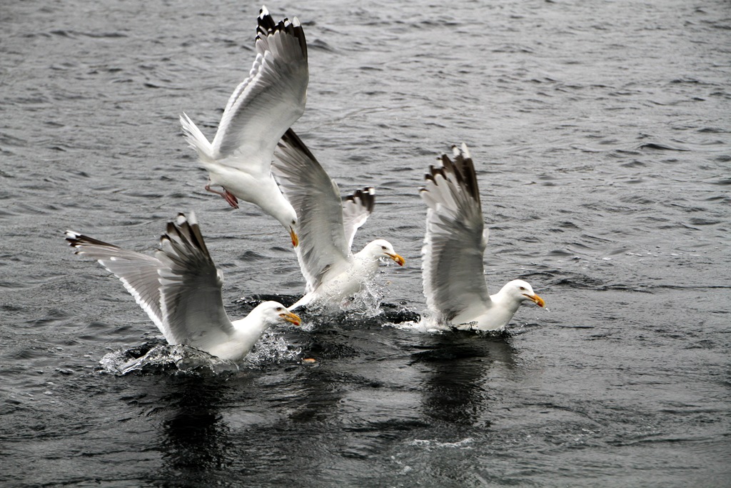 [IMG_7454%255B5%255D.jpg]