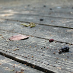 IMG_6775.JPG