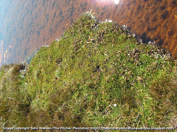 Drosera arcturi, Cradle Mountain N.P.2