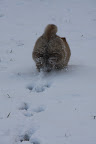 It's kind of fun running through the snow.