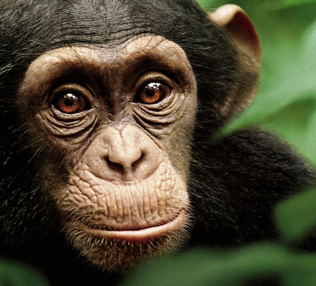 D04 Chimpanzee