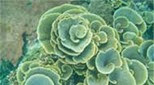 Polynésie corail feuille