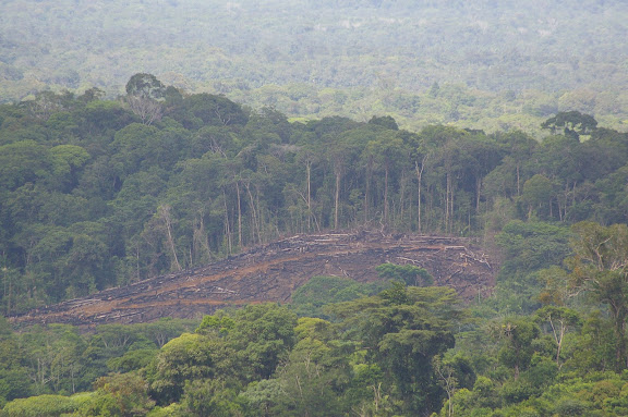 Déforestation près de Cacao (Guyane). 23 novembre 2011. Photo : J.-M. Gayman