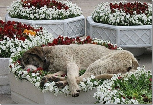 tired-cute-animals-10
