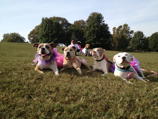 Piggie (on far right) poses with a posse of adopted pitties in tutu's at pittie pride day in Atlanta, Ga. (Check out rescuer Rachel's great blog at Sleepswithdogs.net and don't miss TutuTuesday's!)
