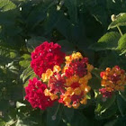 Lantana