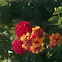 Lantana