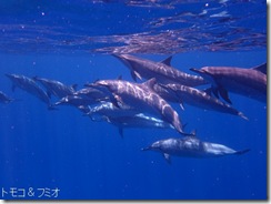 ハワイ島でイルカと泳ぐドルフィンスイム ハワイ島でイルカと泳ぐドルフィンスイム