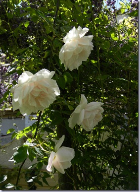 DSCN1079 DSCN1079