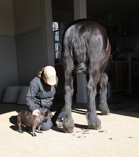 But I see an awful lot of horse hair on the stable floor.