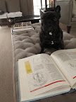 It says here that Chows are an ancient breed of northern Chinese origin.  This breed was used for protection of the home.  I guess we'll be extra safe with G.K. around.  That's a plus!